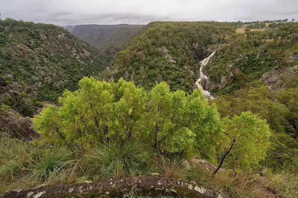 Wollomombi Falls (15)